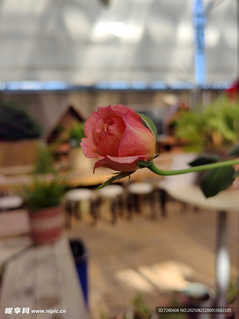 娇艳单枝玫瑰特写
