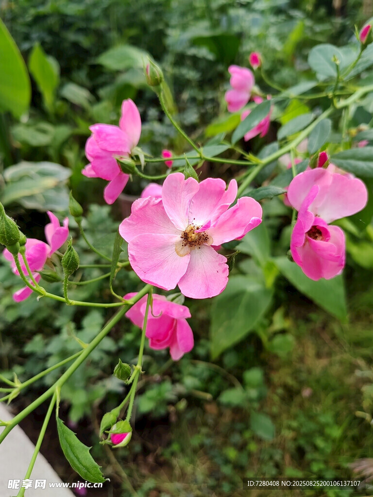 娇艳粉色花朵绽放绿叶间