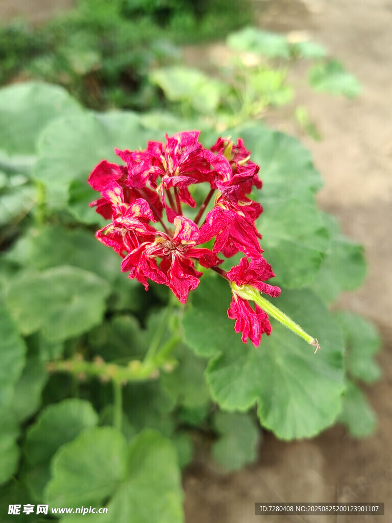 娇艳红色花朵绽放绿叶间