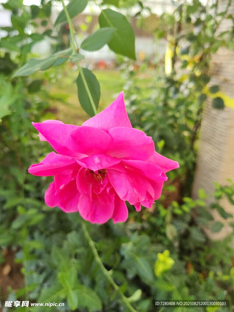 娇艳粉色月季花绽放