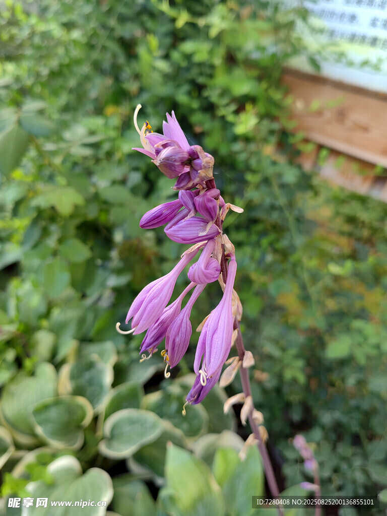 紫色垂吊花卉特写