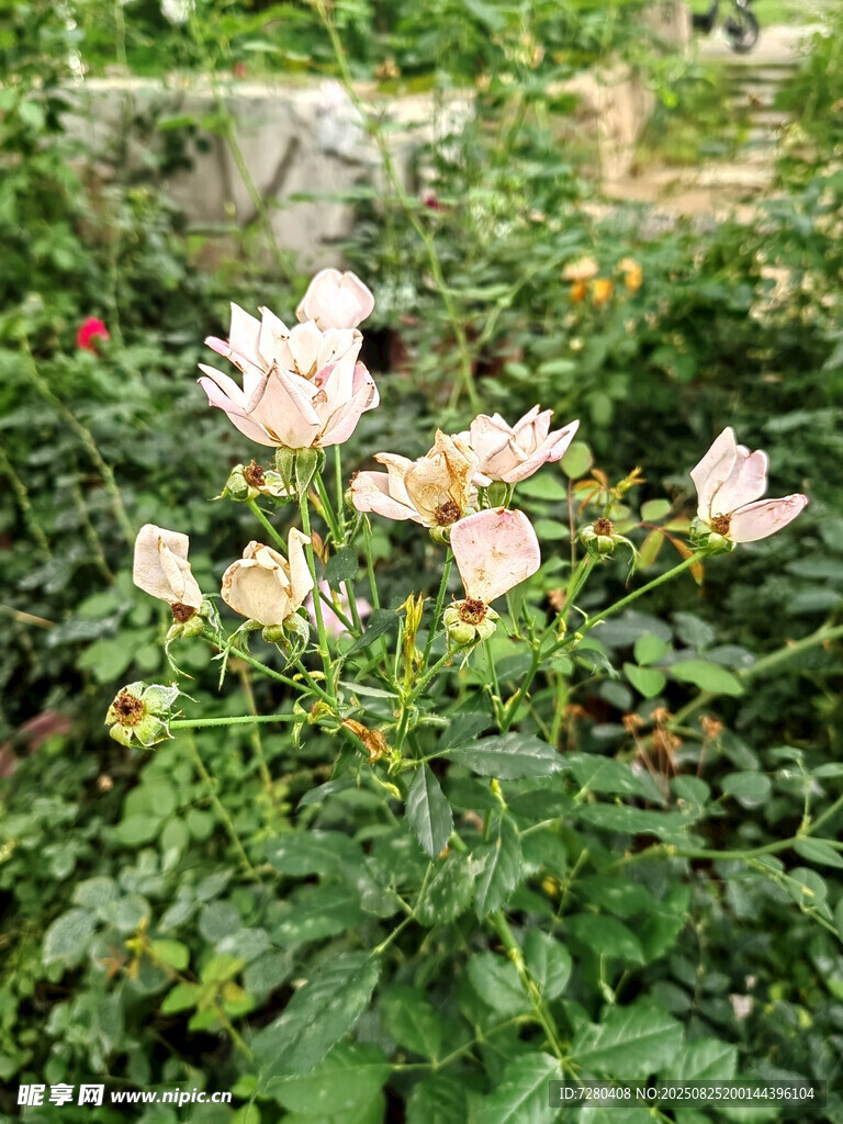 花园中的粉嫩盛开玫瑰花