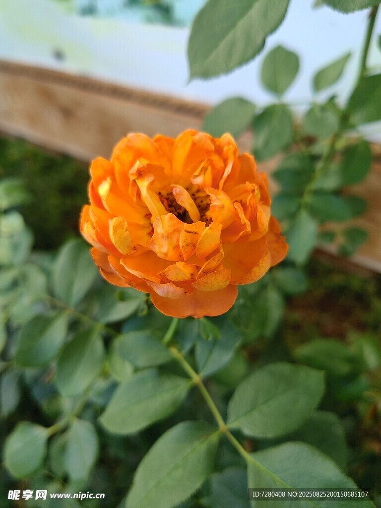 橙色娇艳月季花