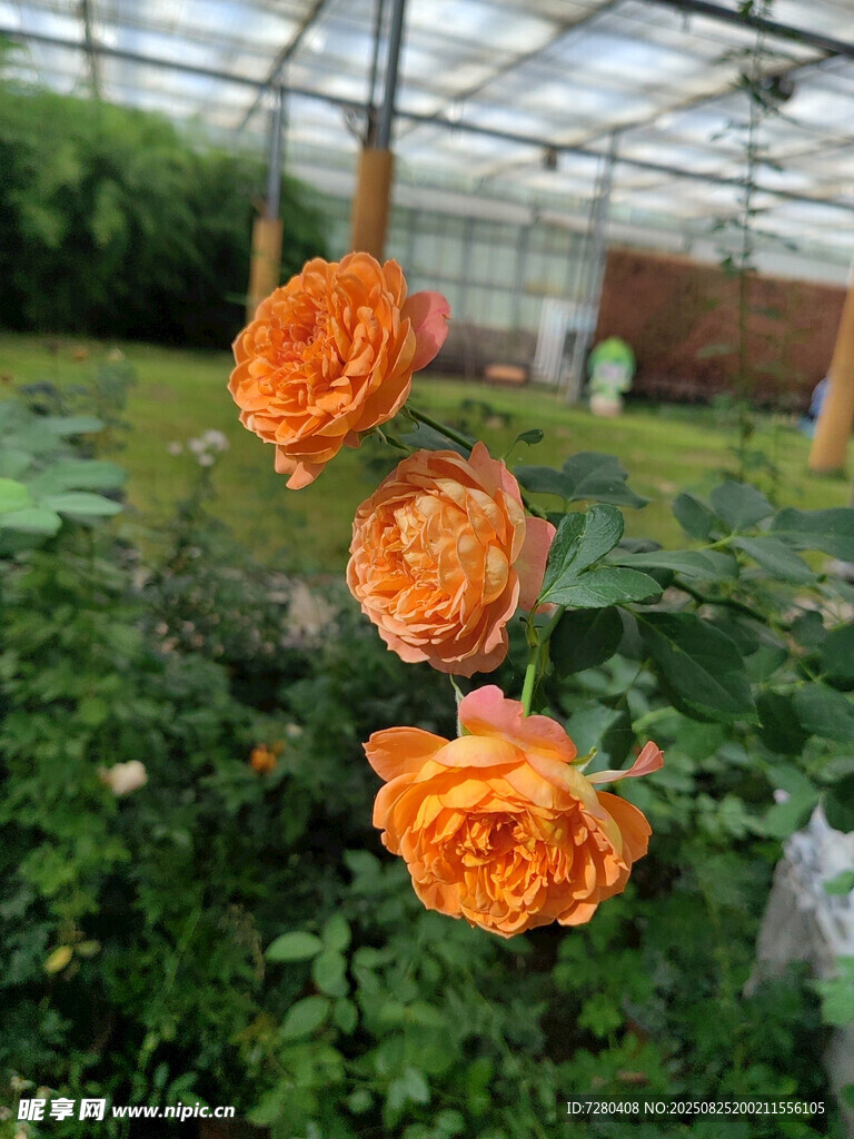 温室中的艳丽橙色月季花