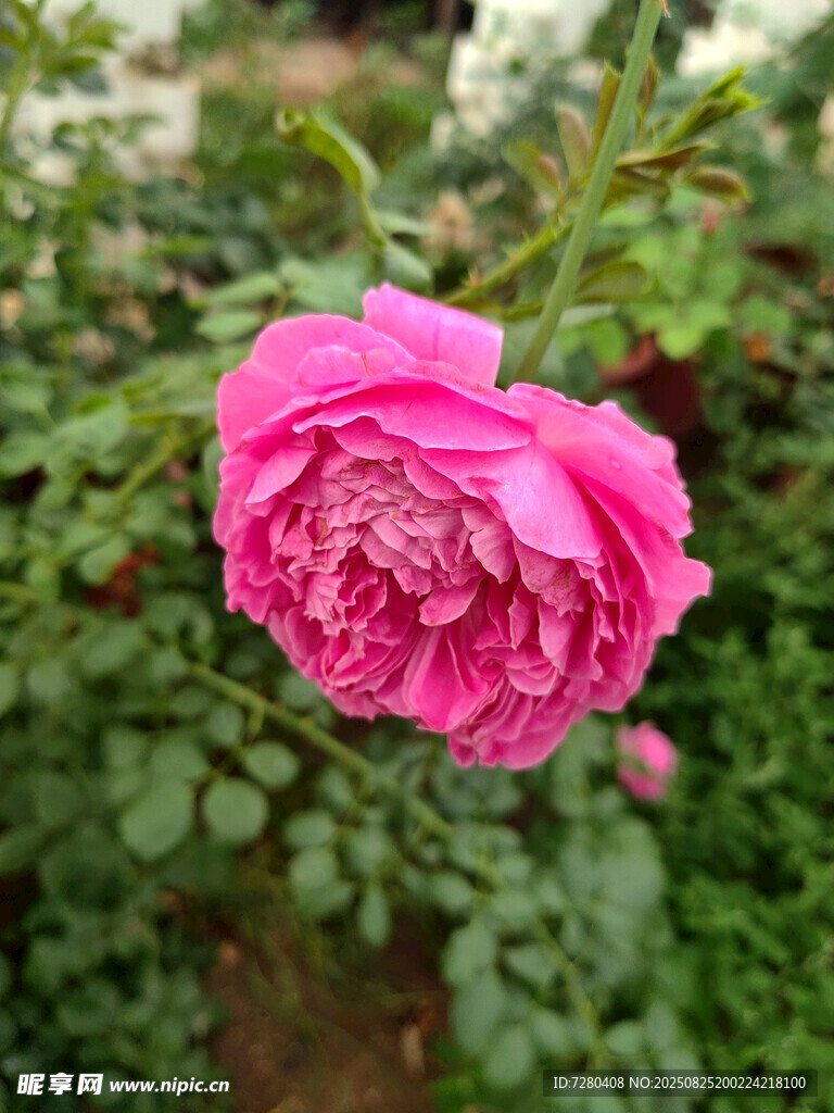 娇艳粉色月季花绽放