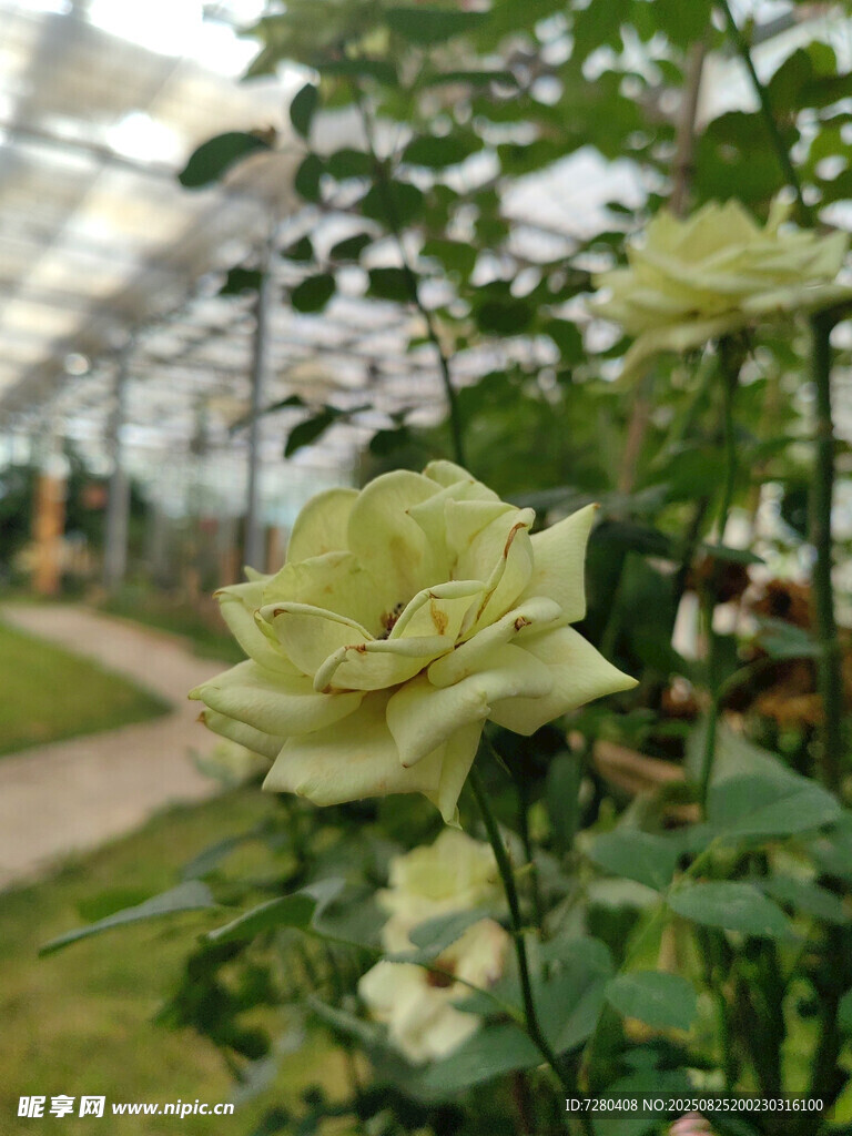 温室中的淡绿色月季花