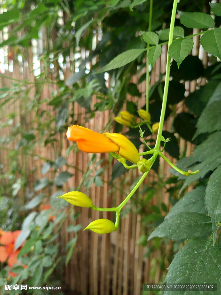 藤蔓间的橙色花朵