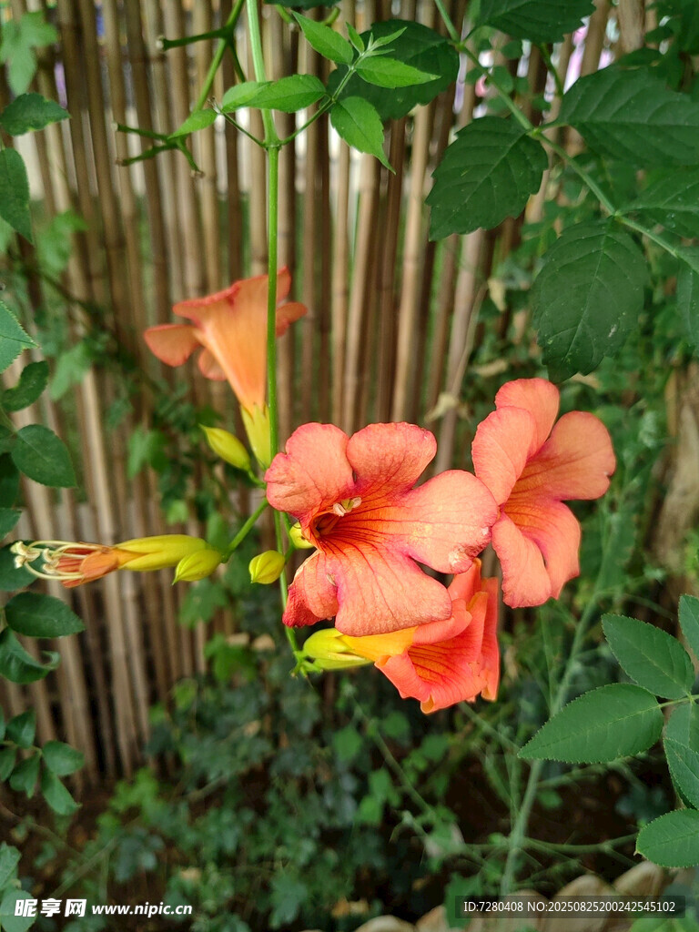 竹篱旁绽放的艳丽凌霄花
