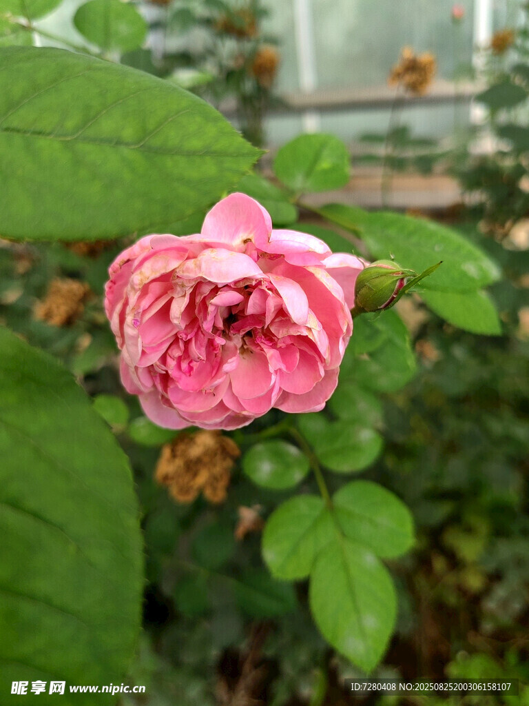 娇艳粉色月季花