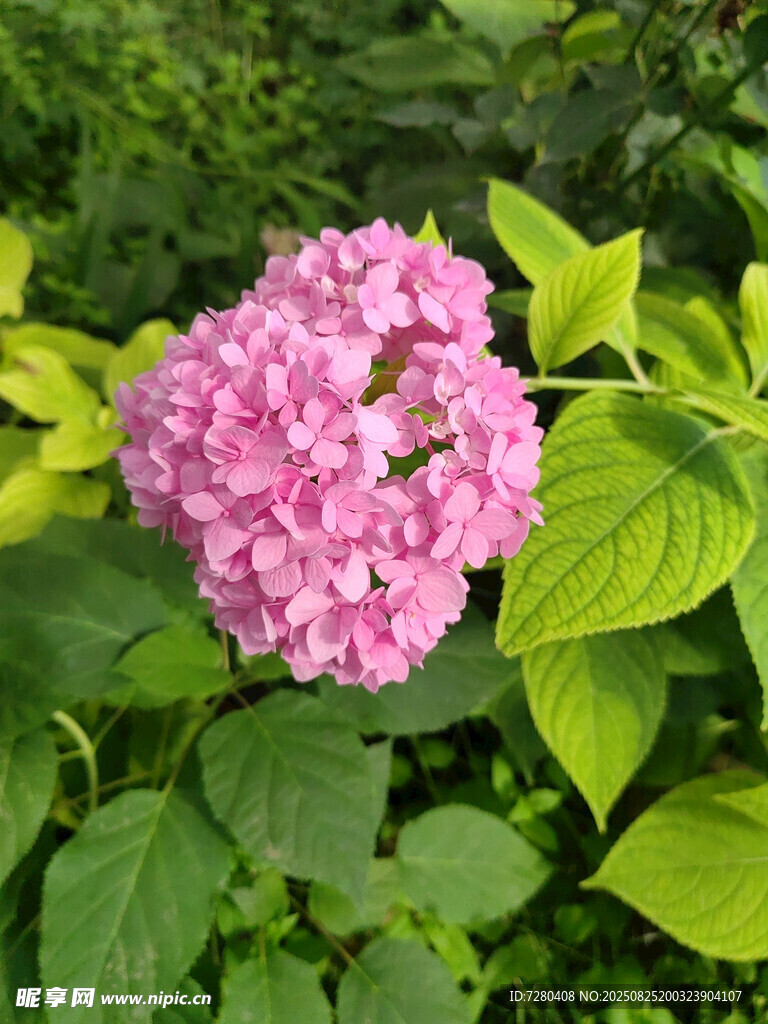 粉色绣球花绽放于绿叶间