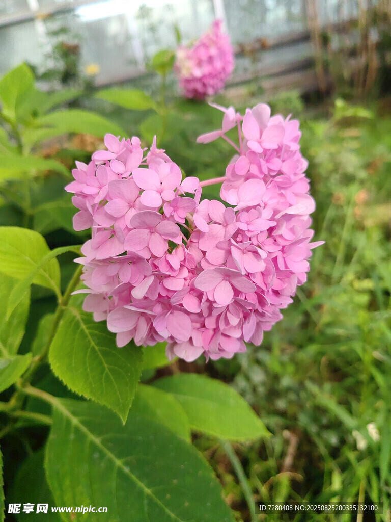 娇艳粉色绣球花绽放