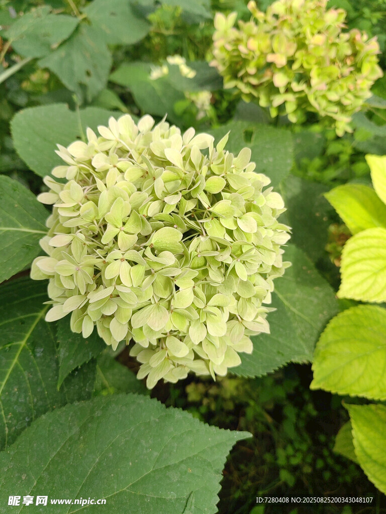 清新绣球花绽放绿叶间