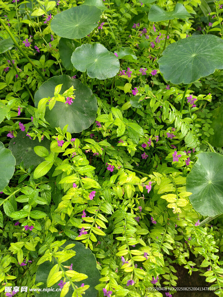 翠绿植物叶片特写