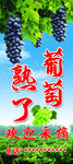 葡萄熟了    欢迎来采摘