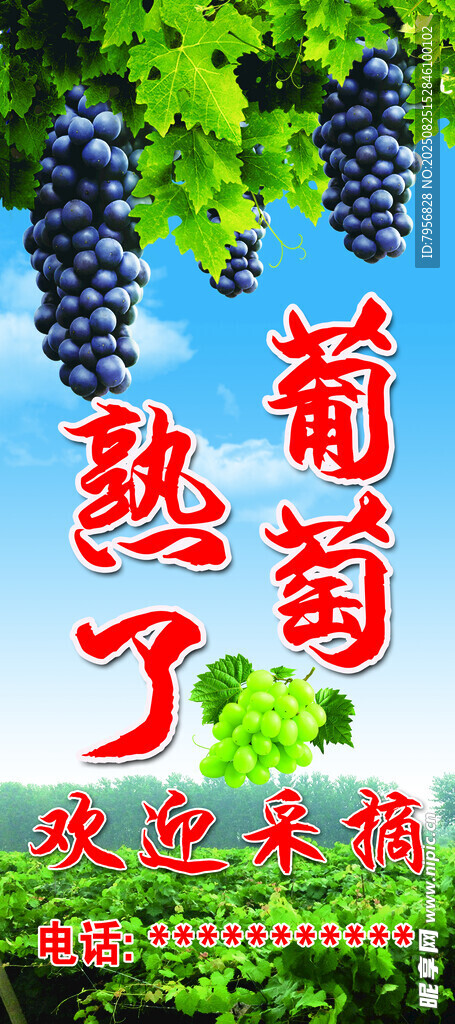 葡萄熟了    欢迎来采摘