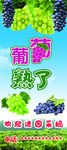 葡萄熟了   葡萄采摘