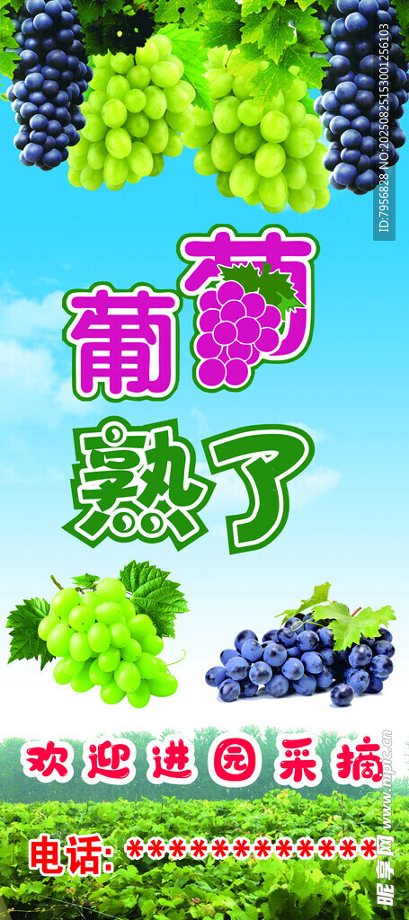 葡萄熟了   葡萄采摘