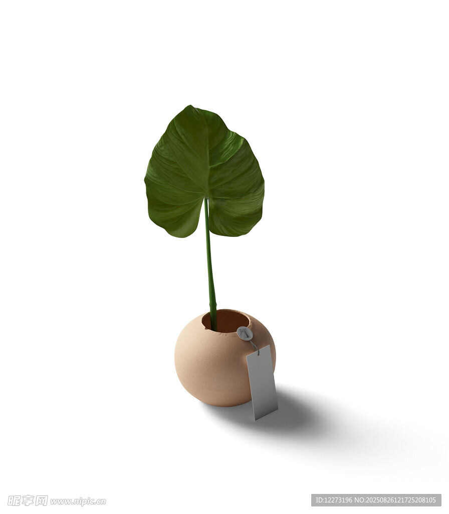 蛋壳中生长的嫩绿植物