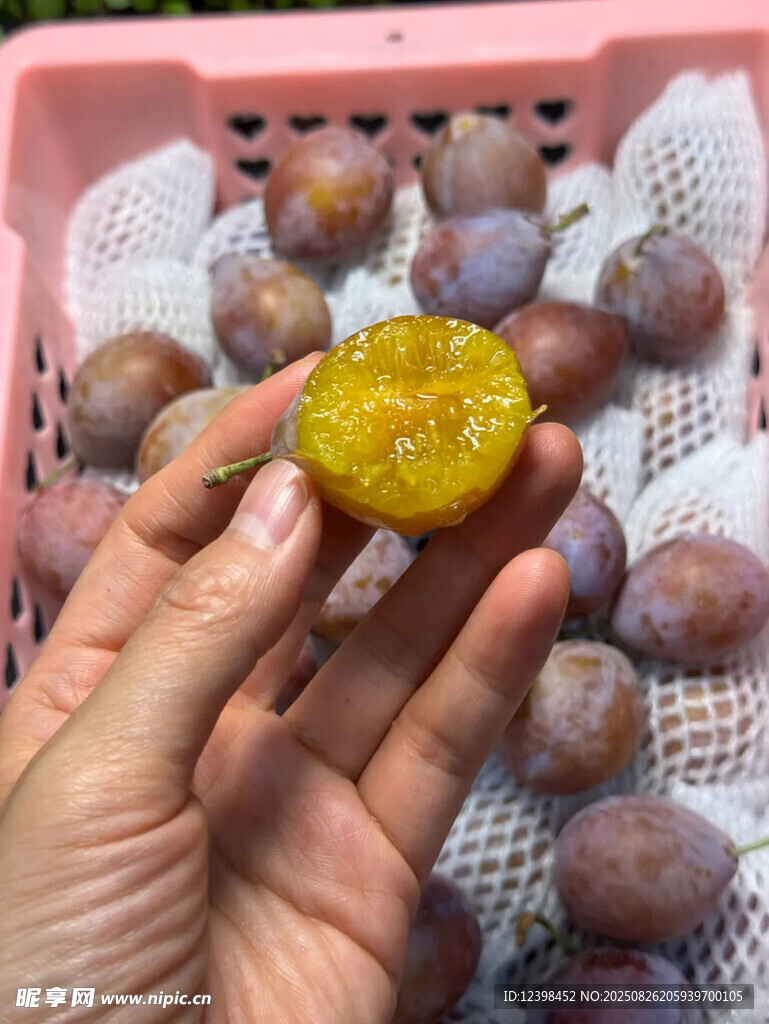 西梅