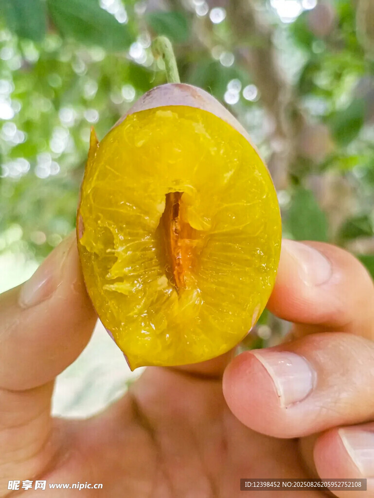西梅