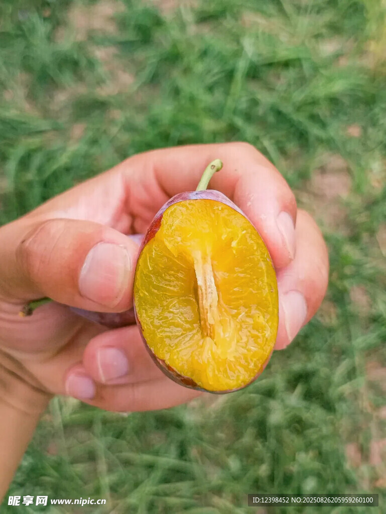 西梅