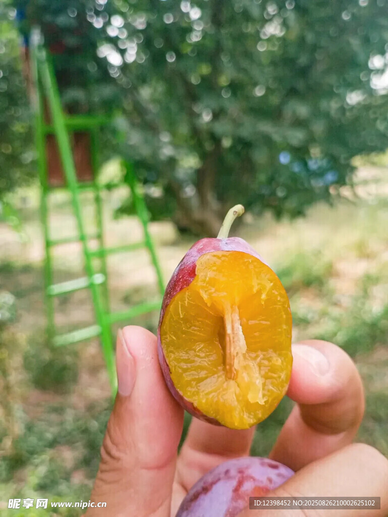 西梅