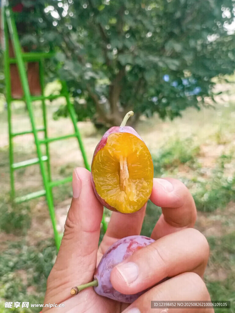 西梅
