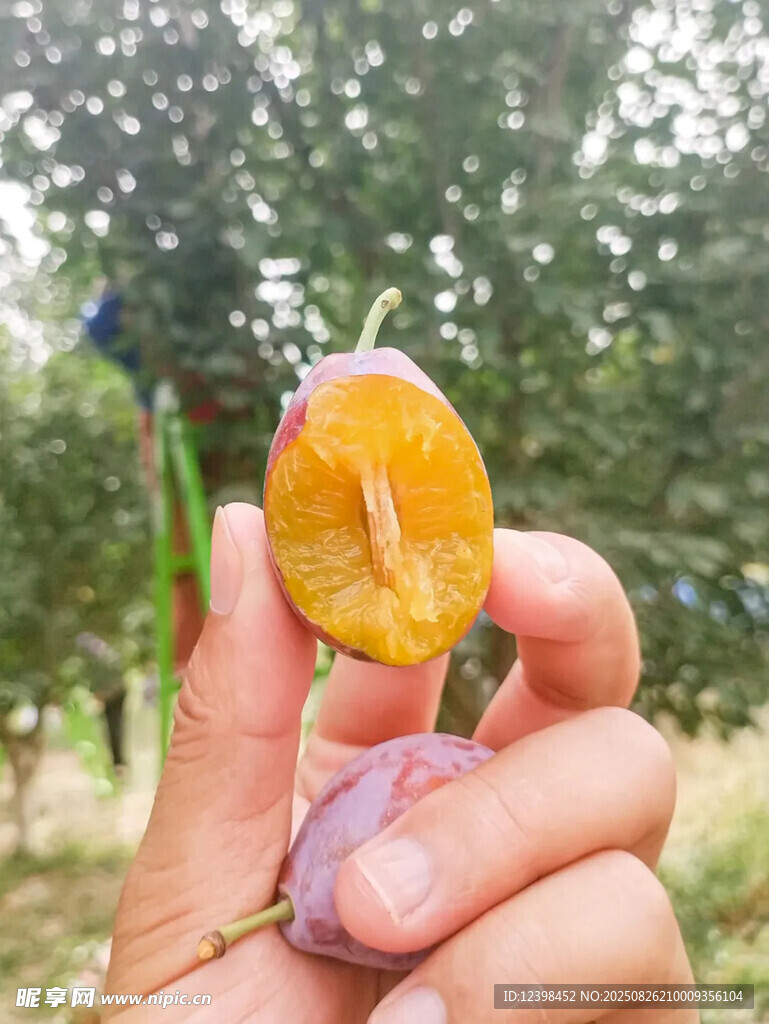 西梅