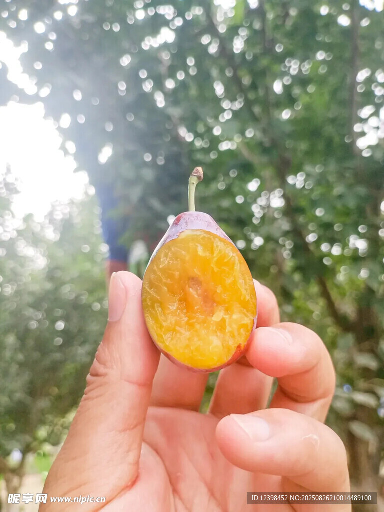 西梅