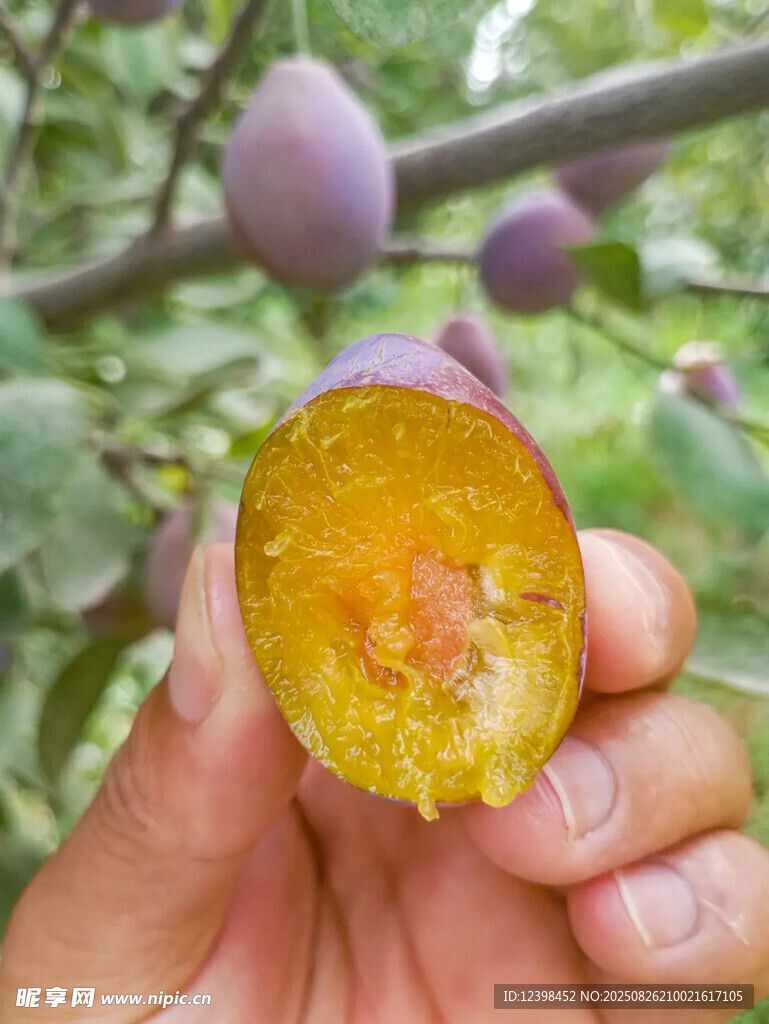 西梅