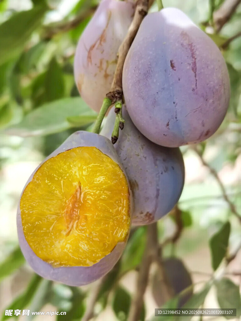 西梅