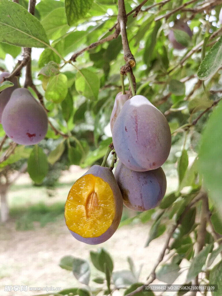 西梅