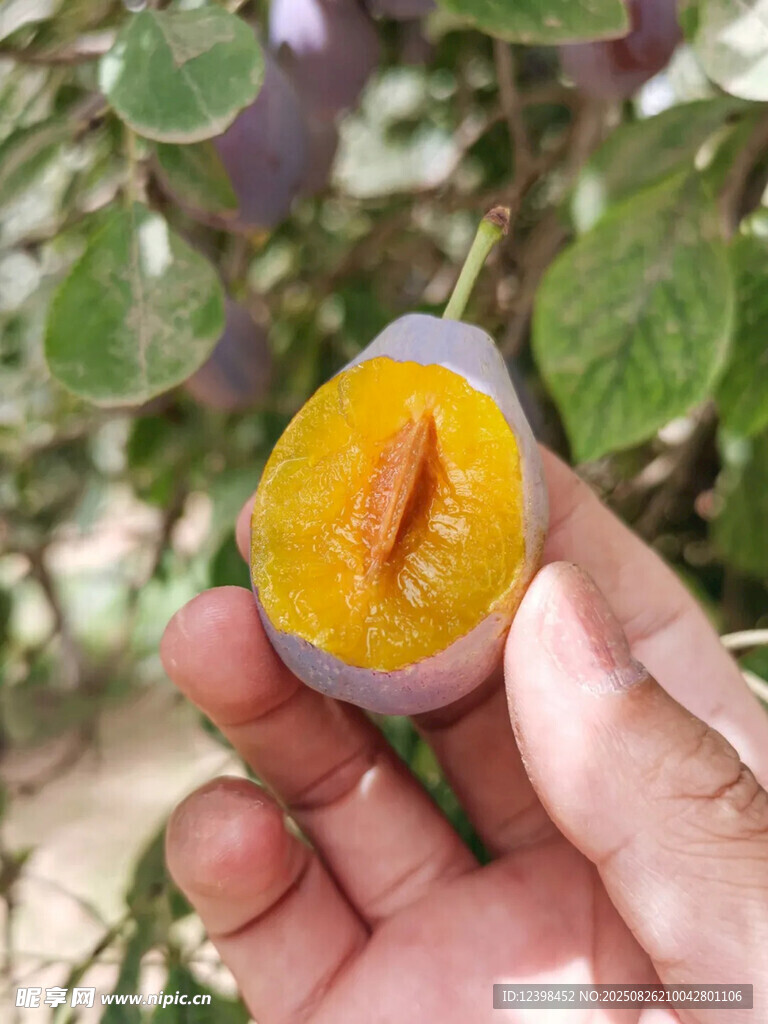 西梅