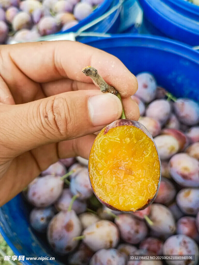 西梅