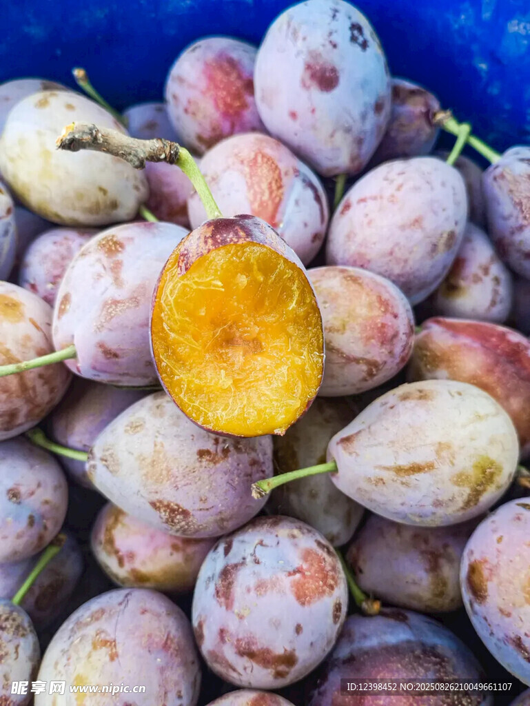 西梅