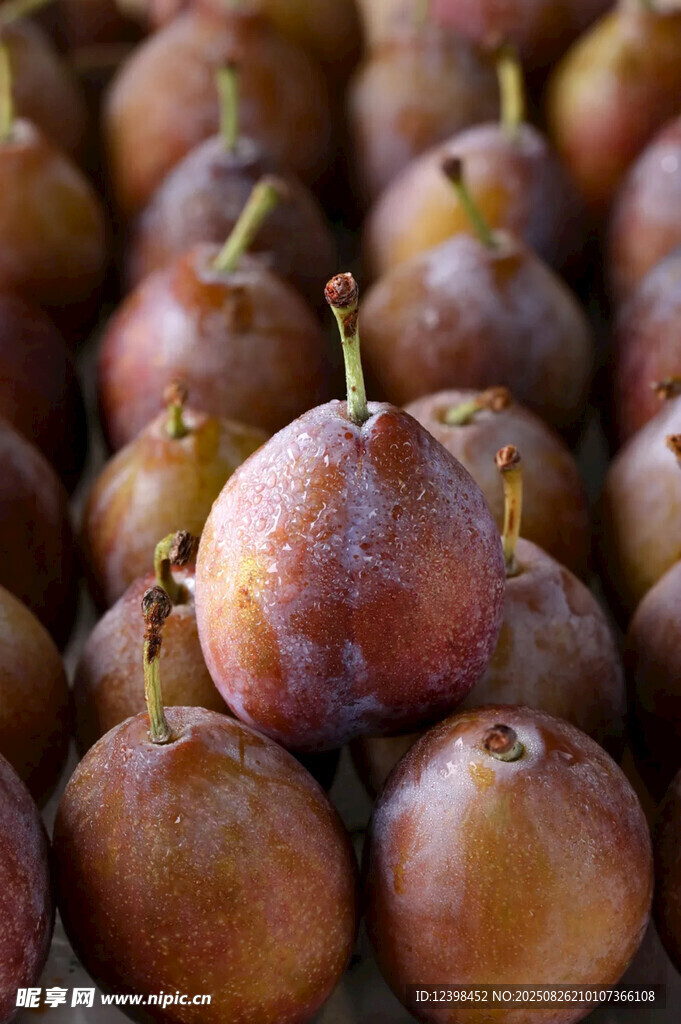 西梅