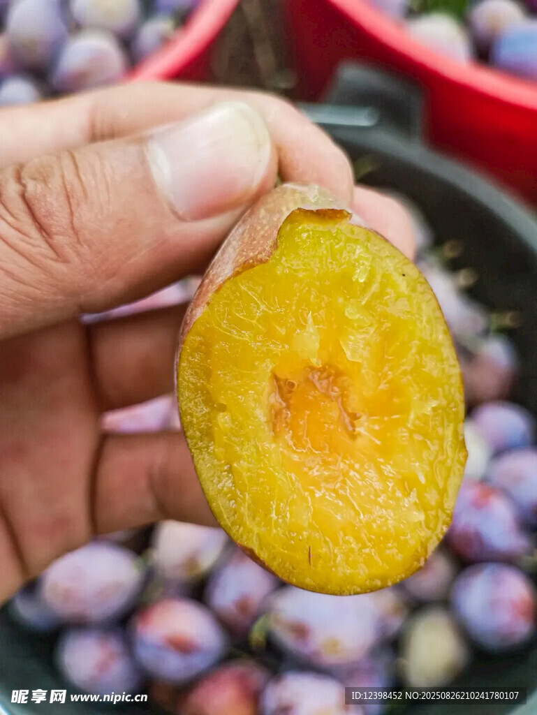 西梅