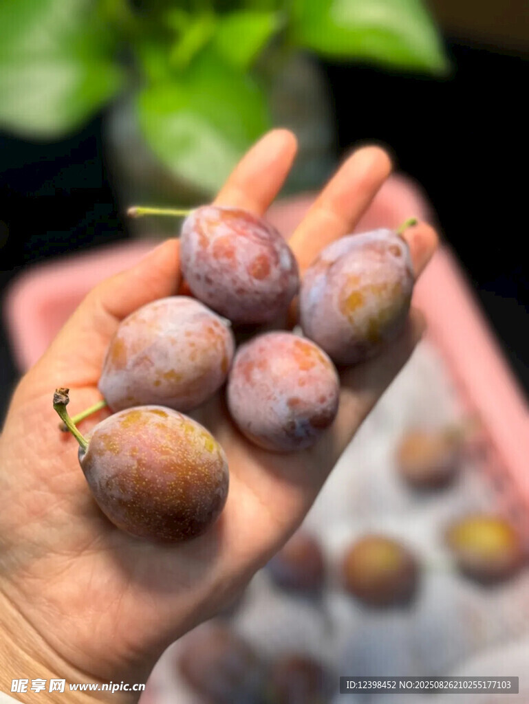 西梅