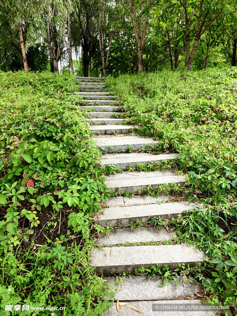 林间石阶小道
