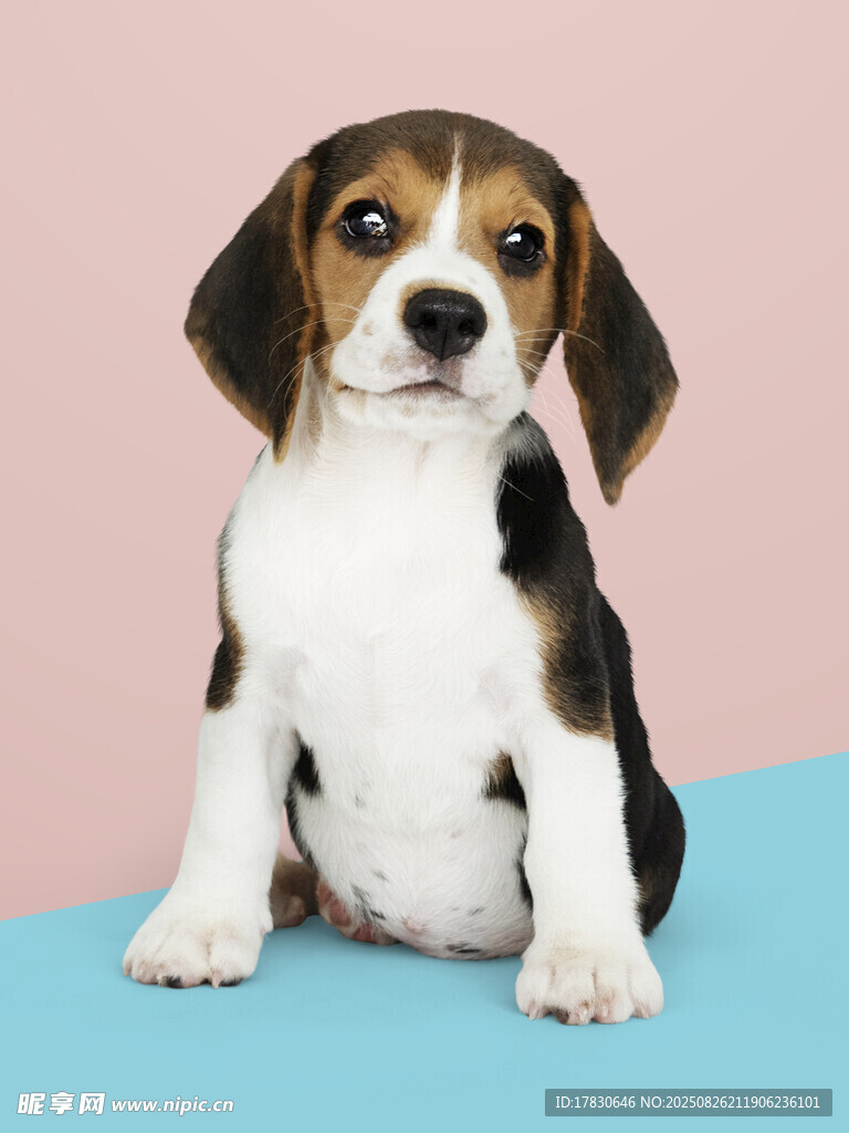 狗