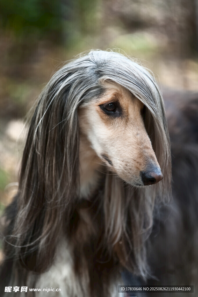 狗