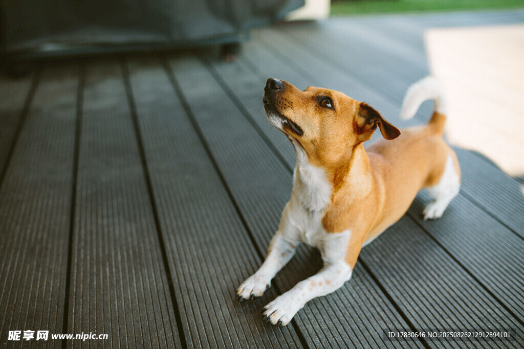 狗