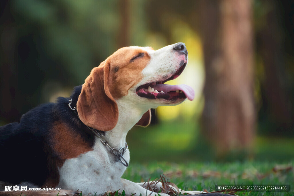 狗