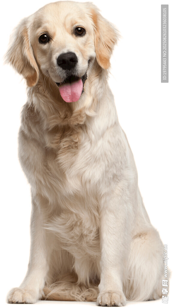 可爱金毛犬端坐