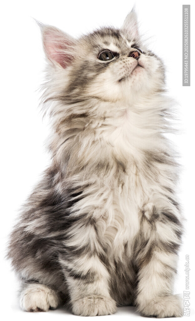 可爱长毛小猫仰头张望