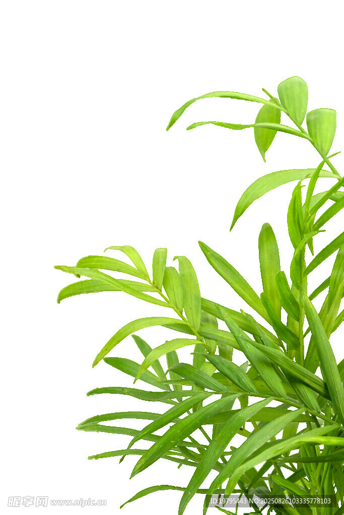 翠绿清新的室内观叶植物