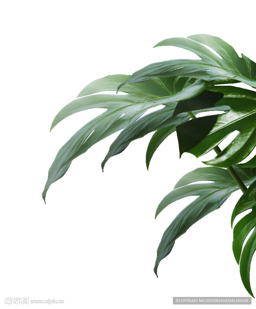 翠绿羽状叶片植物特写