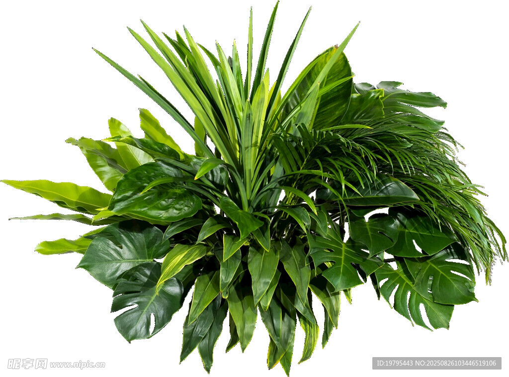 翠绿繁茂的热带观叶植物