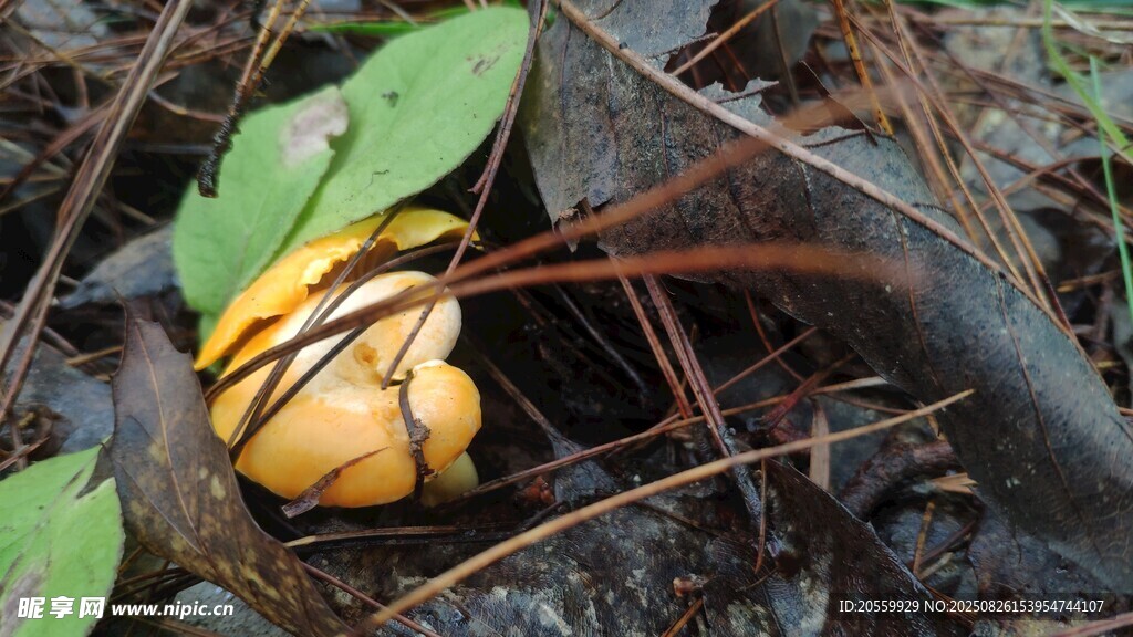 鸡油菌