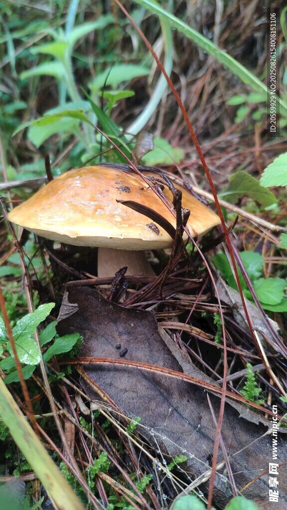 美味牛肝菌